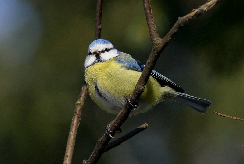 Sinitiainen, Blue Tit (Parus caeruleus)