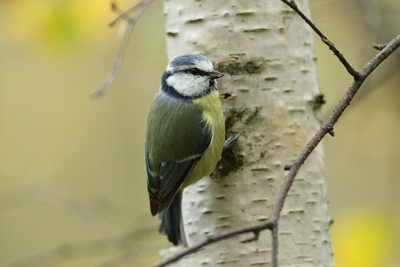 Sinitiainen, Blue Tit (Parus caeruleus)