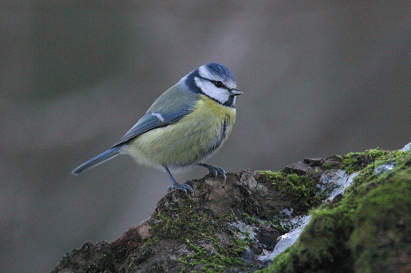 Sinitiainen, Blue Tit (Parus caeruleus)