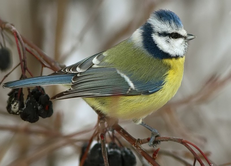 Sinitiainen, Blue Tit (Parus caeruleus)