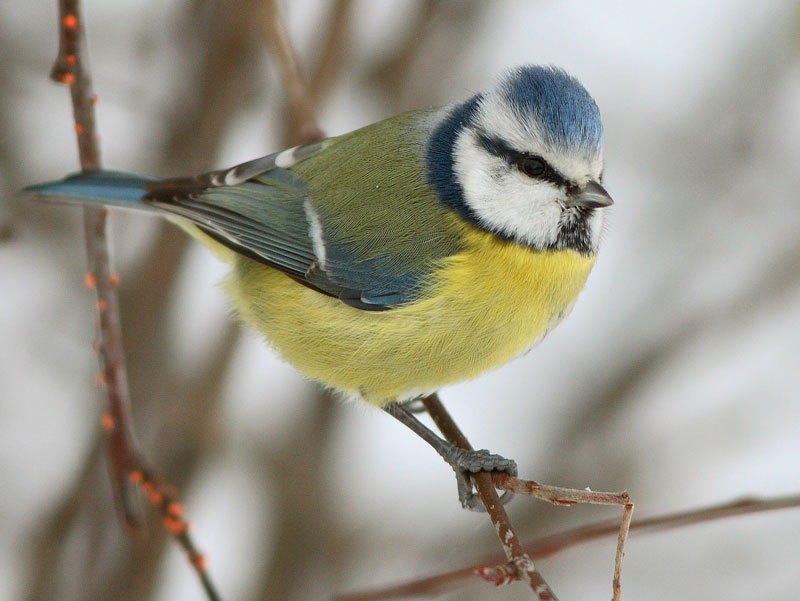 Sinitiainen, Blue Tit (Parus caeruleus)
