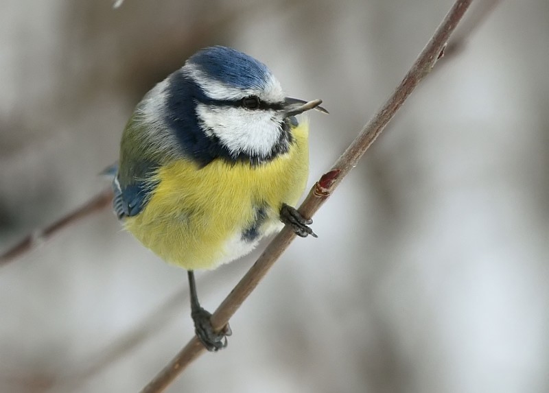 Sinitiainen, Blue Tit (Parus caeruleus)