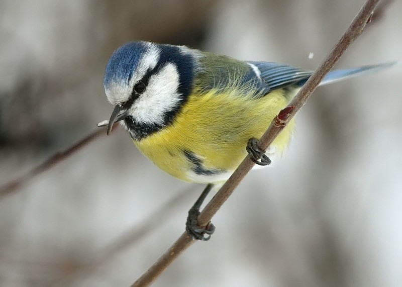 Sinitiainen, Blue Tit (Parus caeruleus)