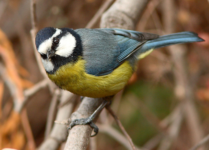 Afrikansinitiainen Parus teneriffae