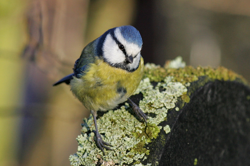 Sinitiainen, Blue Tit (Parus caeruleus)