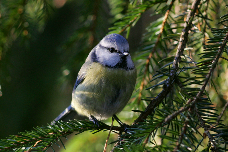 Sinitiainen, Blue Tit (Parus caeruleus)