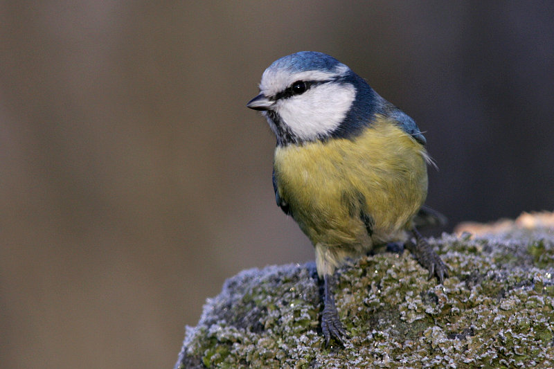 Sinitiainen, Blue Tit (Parus caeruleus)