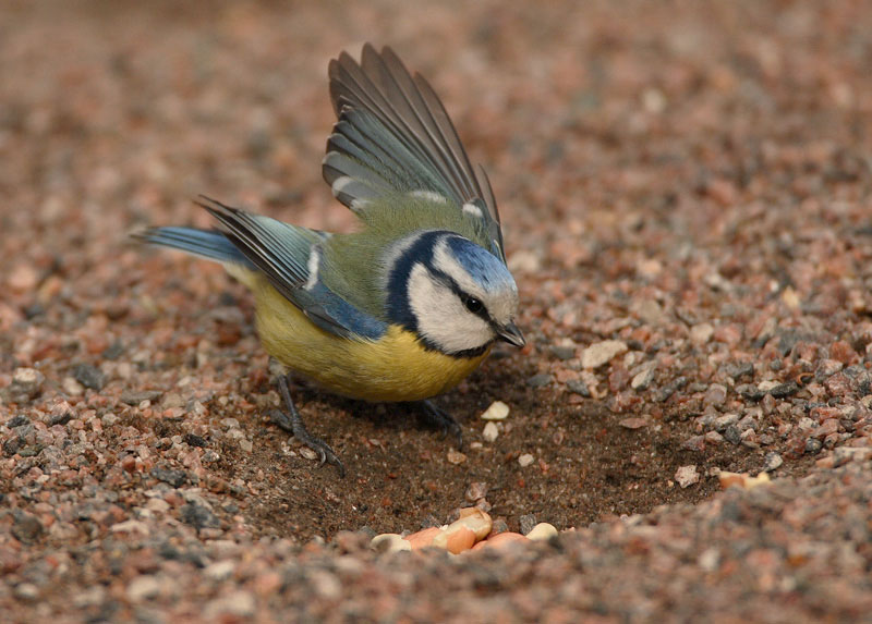 Sinitiainen, Blue Tit (Parus caeruleus)