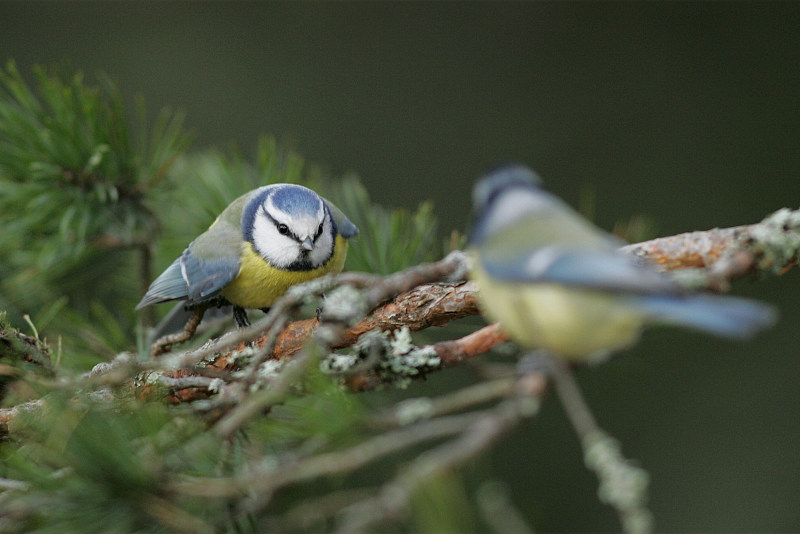 Sinitiainen, Blue Tit (Parus caeruleus)