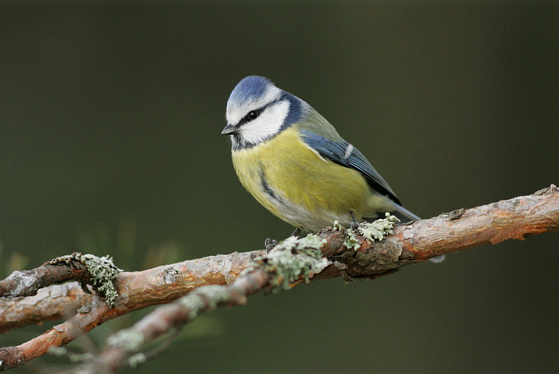 Sinitiainen, Blue Tit (Parus caeruleus)