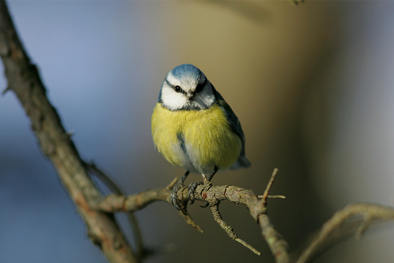 Sinitiainen, Blue Tit (Parus caeruleus)