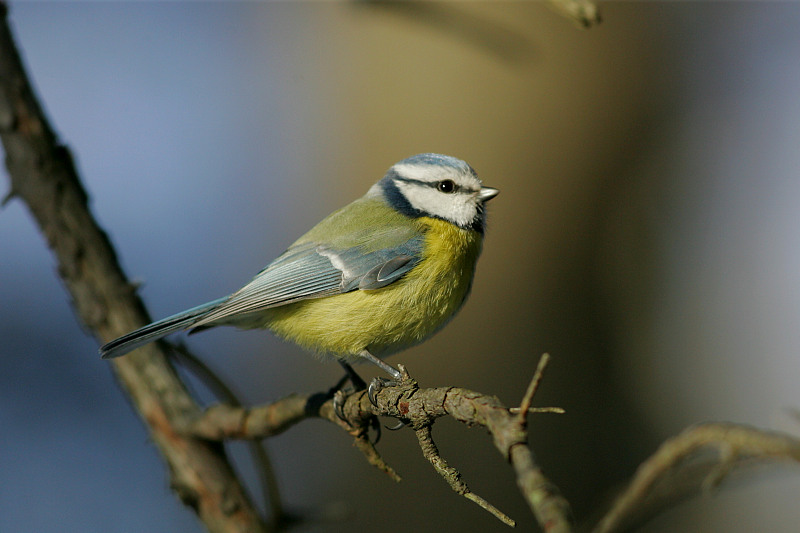 Sinitiainen, Blue Tit (Parus caeruleus)