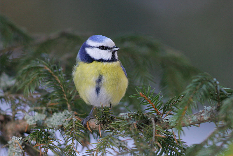 Sinitiainen, Blue Tit (Parus caeruleus)