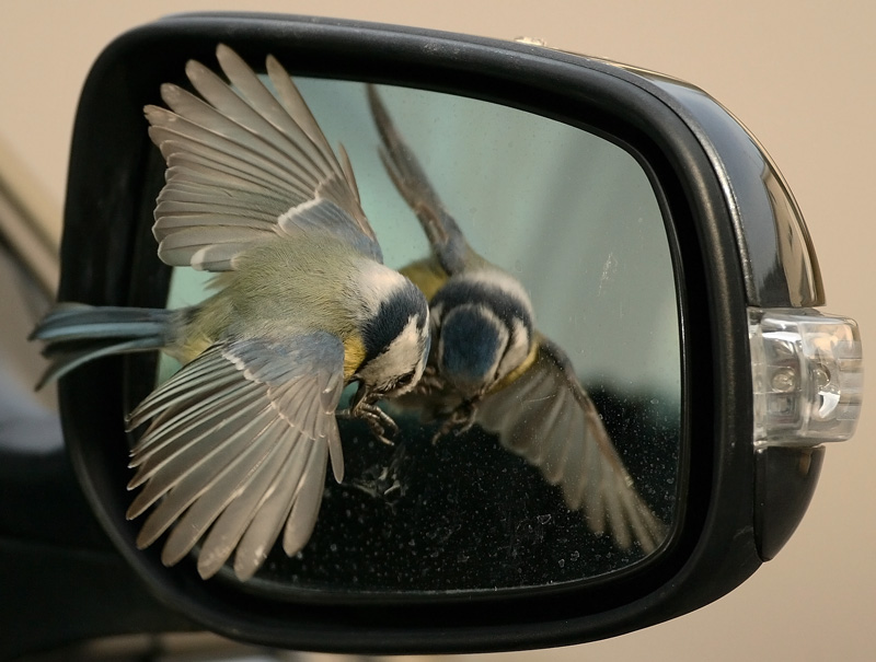 Sinitiainen, Blue Tit (Parus caeruleus)