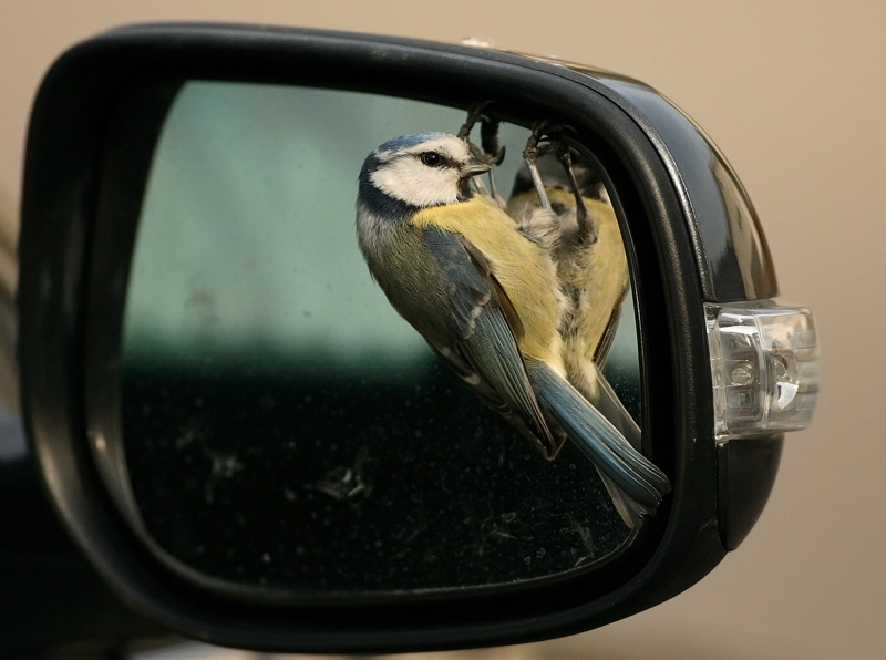 Sinitiainen, Blue Tit (Parus caeruleus)