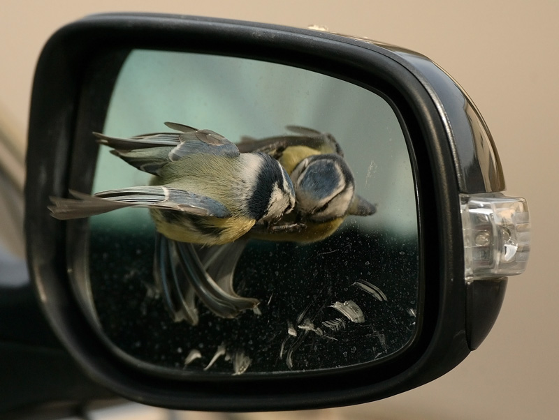 Sinitiainen, Blue Tit (Parus caeruleus)