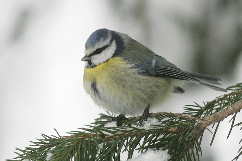 Sinitiainen, Blue Tit (Parus caeruleus)