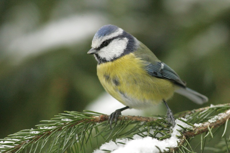 Sinitiainen, Blue Tit (Parus caeruleus)