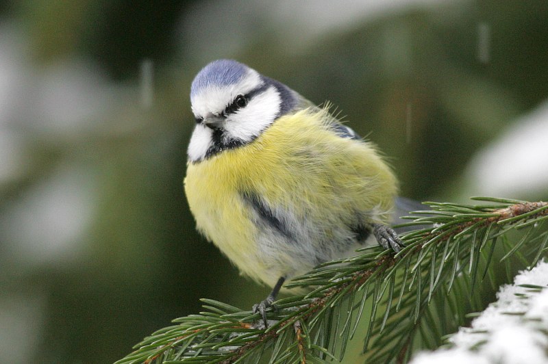 Sinitiainen (Parus caeruleus)