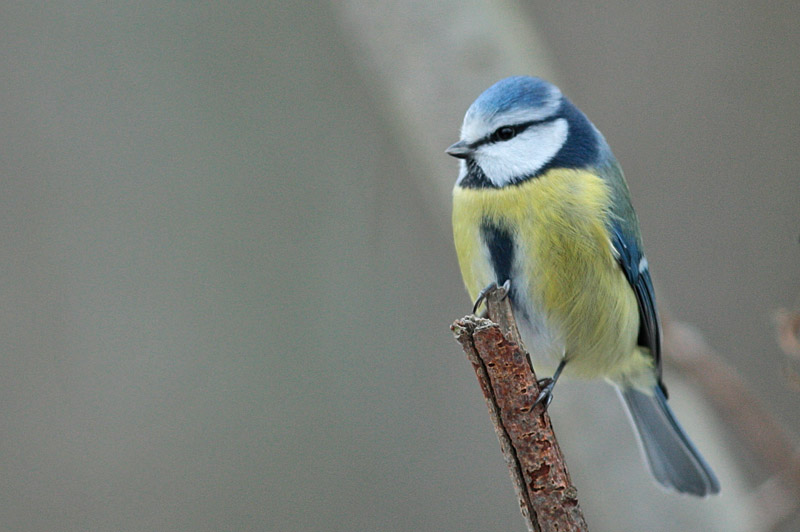 Sinitiainen, Blue Tit (Parus caeruleus)