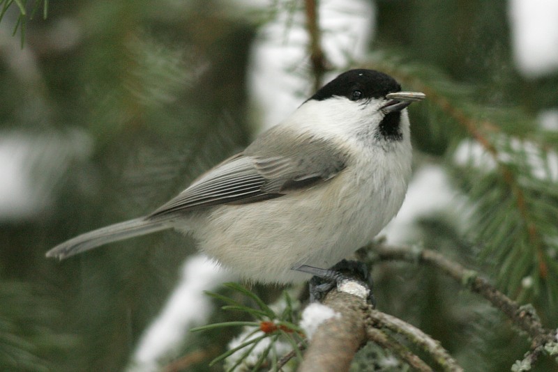 H�m�tiainen (Parus montanus)