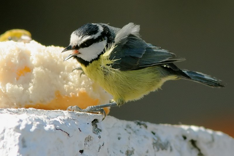 Afrikansinitiainen Parus teneriffae
