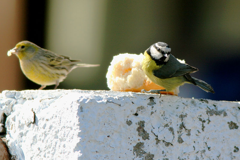 Afrikansinitiainen Parus teneriffae