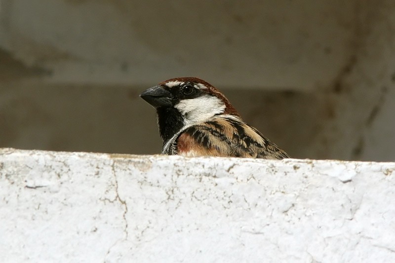 Pensasvarpunen Passer hispaniolensis