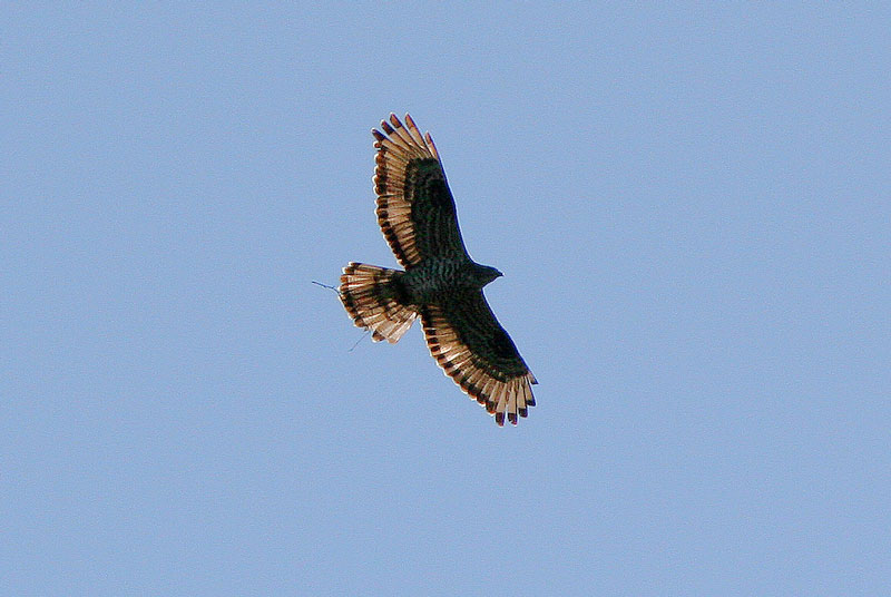 Mehil�ishaukka (Pernis apivorus)