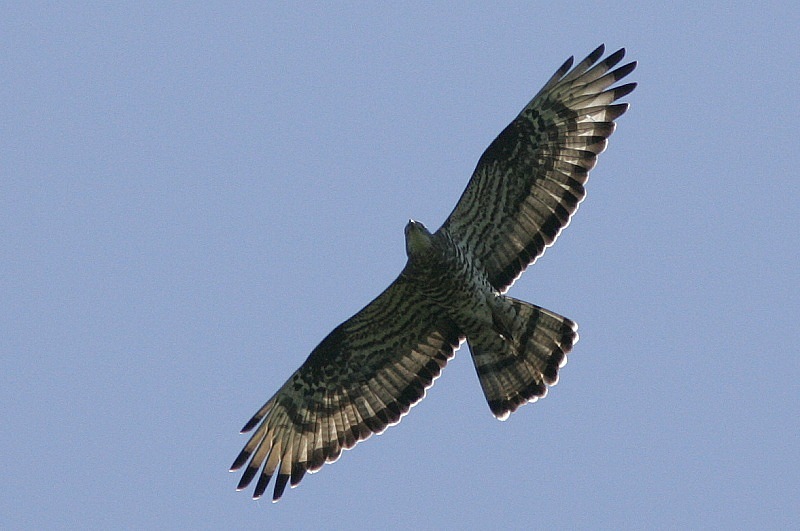 Mehil�ishaukka (Pernis apivorus)