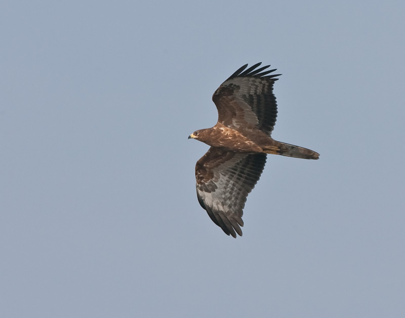 Mehil�ishaukka Honey Buzzard (Pernis apivorus)