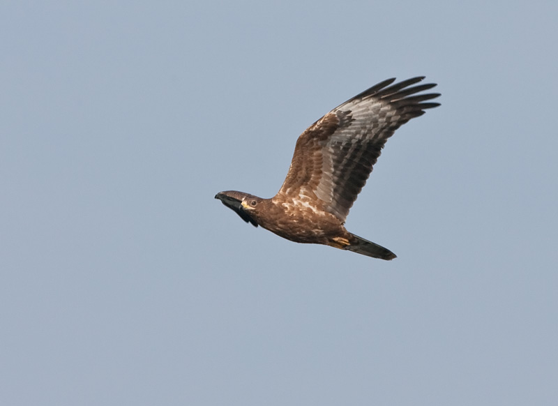 Mehil�ishaukka Honey Buzzard (Pernis apivorus)