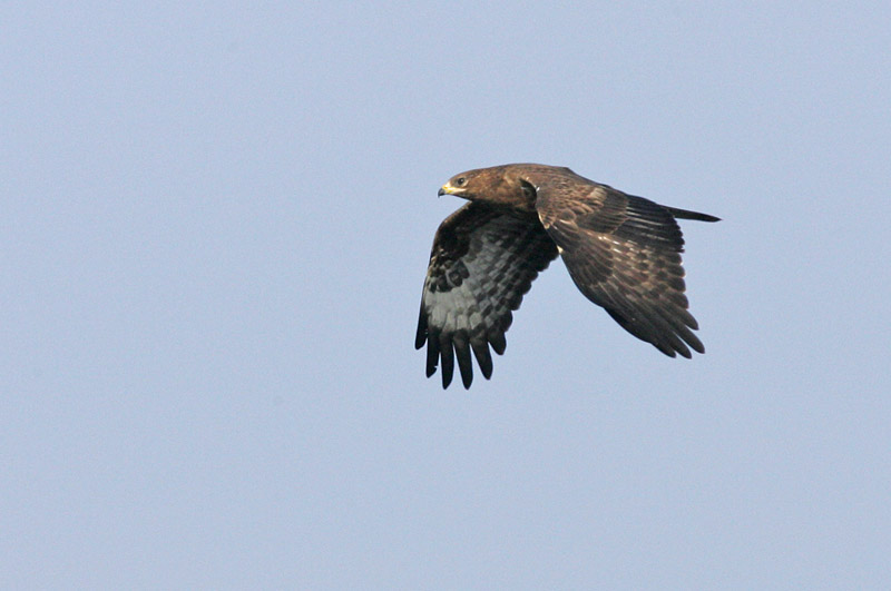 Mehil�ishaukka Honey Buzzard (Pernis apivorus)