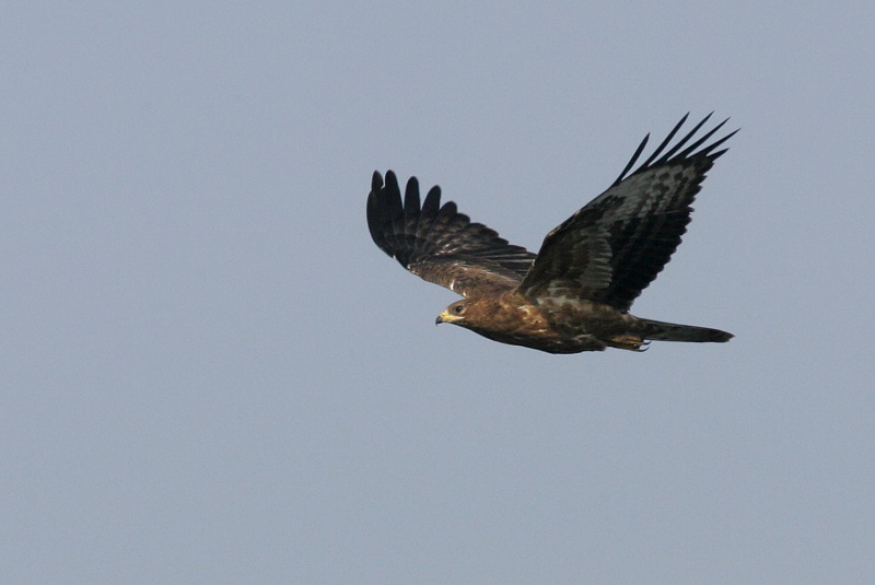 Mehil�ishaukka Honey Buzzard (Pernis apivorus)