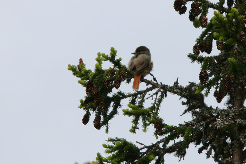 Kuukkeli Perisoreus infaustus
