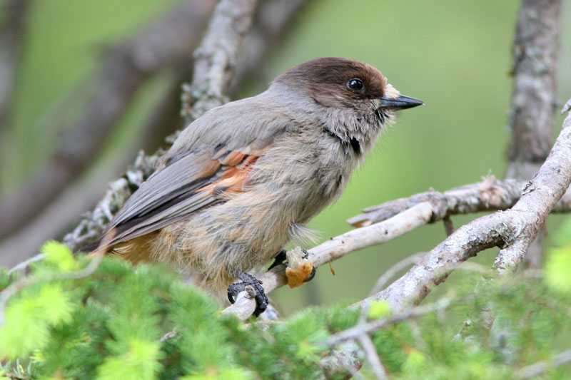 Kuukkeli Perisoreus infaustus
