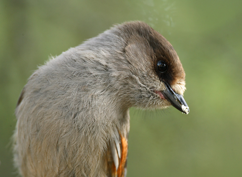 Kuukkeli Siberian Jay (Perisoreus infaustus)