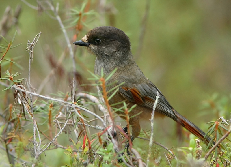 Kuukkeli Siberian Jay (Perisoreus infaustus)