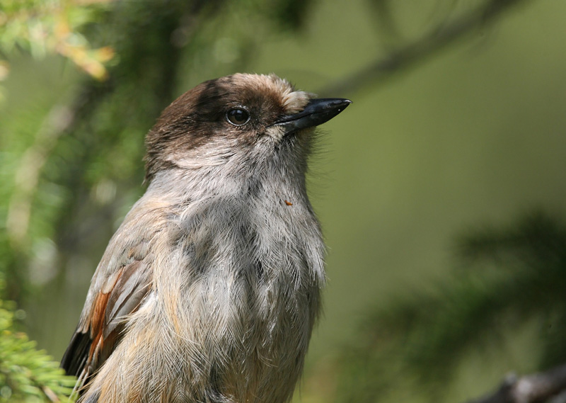 Kuukkeli Siberian Jay (Perisoreus infaustus)