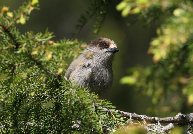 Kuukkeli Siberian Jay (Perisoreus infaustus)