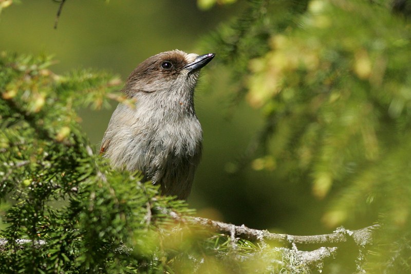 Kuukkeli Siberian Jay (Perisoreus infaustus)