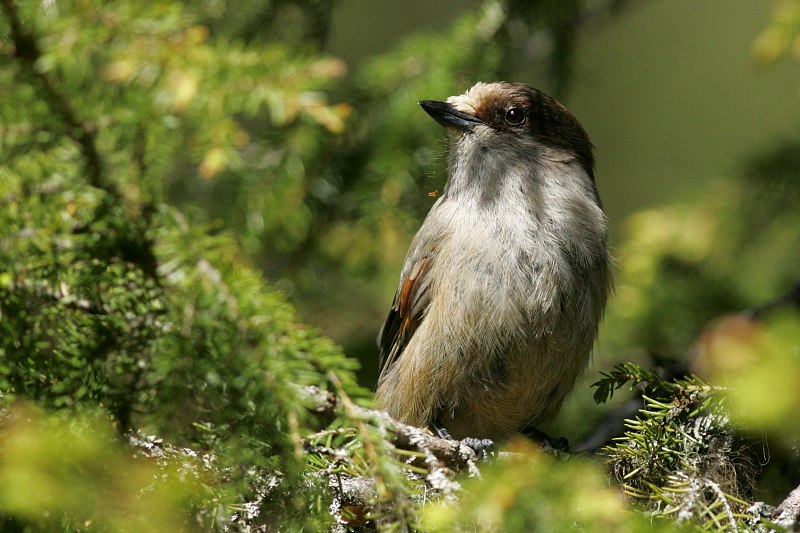 Kuukkeli Siberian Jay (Perisoreus infaustus)