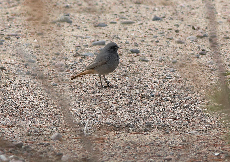 Mustalepp�lintu Phoenicurus ochruros