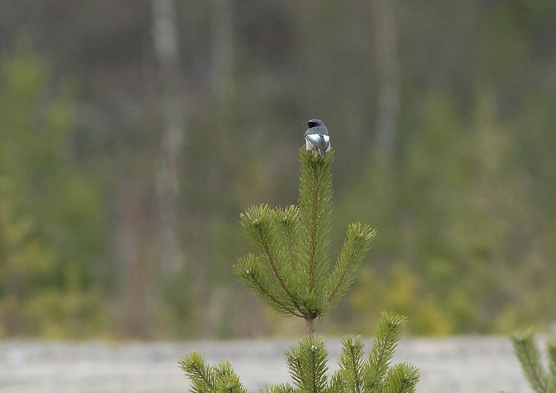 Mustalepp�lintu Phoenicurus ochruros