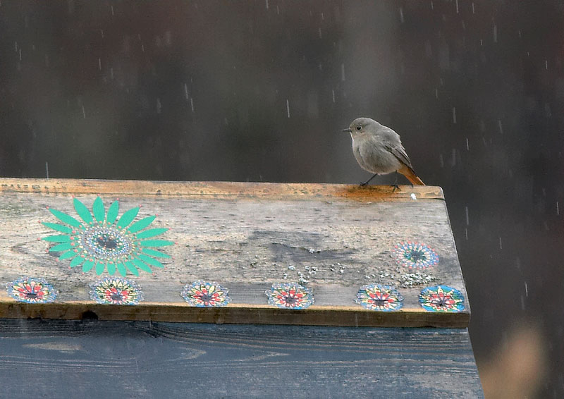 Mustalepp�lintu Phoenicurus ochruros