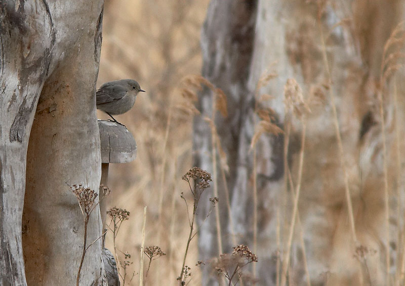 Mustalepp�lintu Phoenicurus ochruros