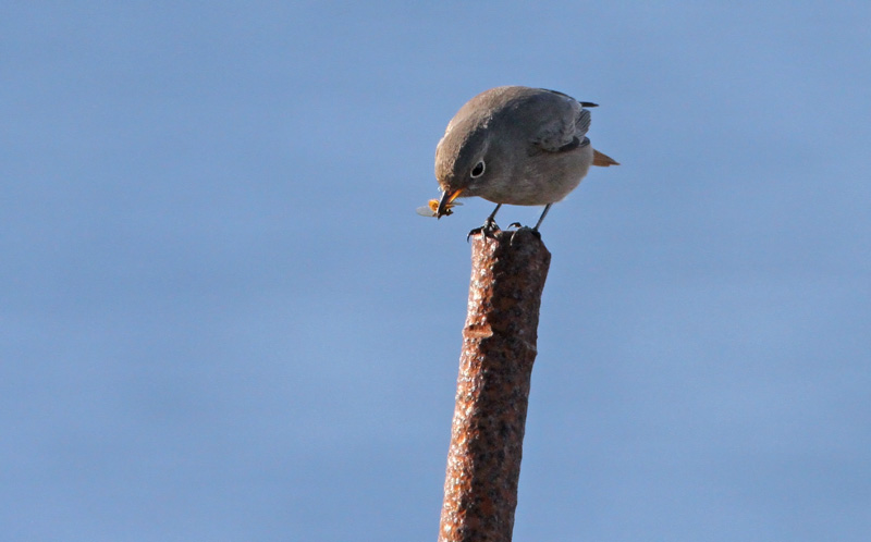 Mustalepp�lintu Phoenicurus ochruros