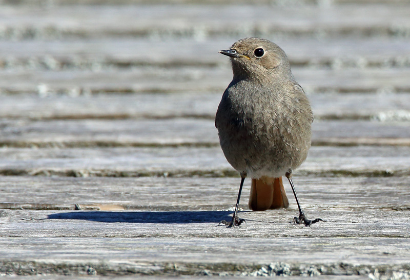 Mustalepp�lintu Phoenicurus ochruros