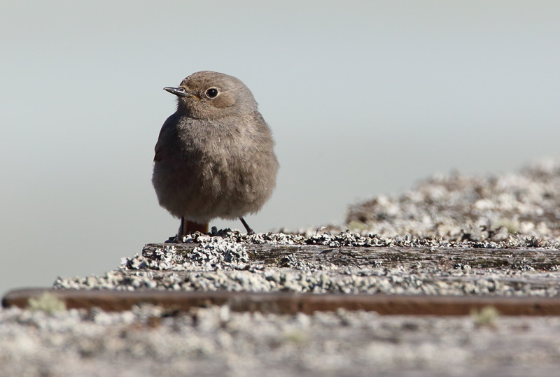 Mustalepp�lintu Phoenicurus ochruros