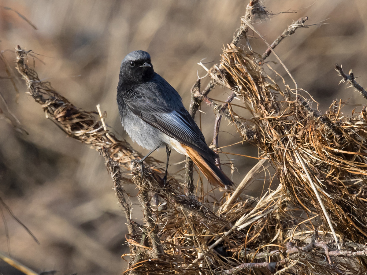 Mustalepp�lintu Phoenicurus ochruros